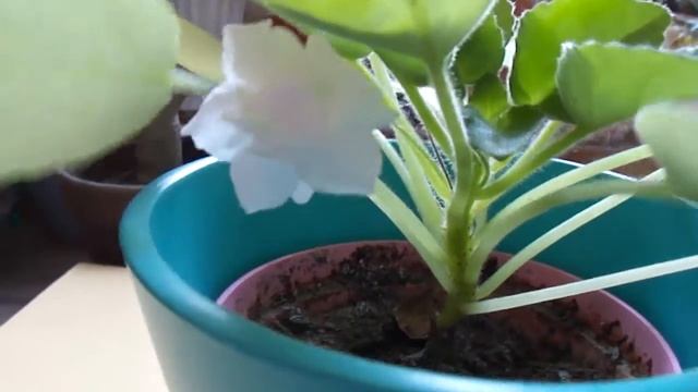 Saintpaulia 'Lamb's Earl Trail'