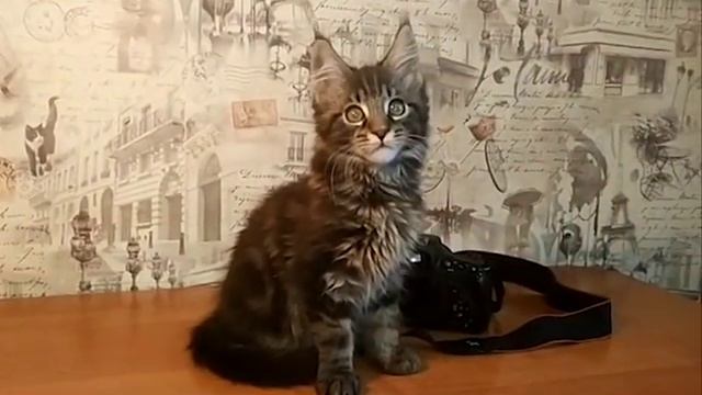 Помет H..........мальчик ч\м