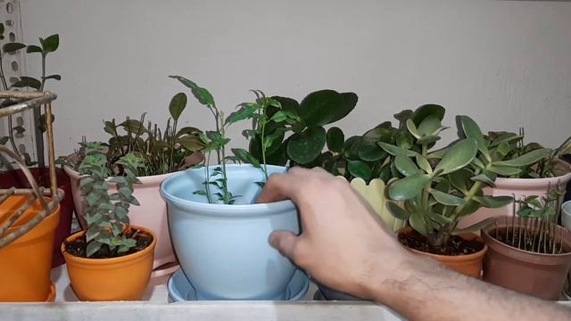 How to care for Almond Trees 技巧和窍门从事园艺扁桃 जानें बादाम के पौधे के बारे में миндаль Germinar ALMENDRAS