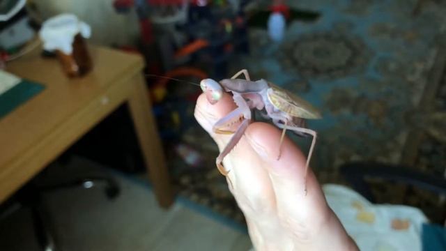 Hierodula trancaucasica final moly brown morph 2