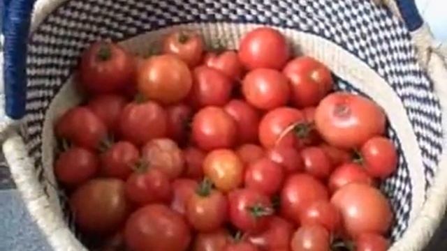 Farm tomatoes