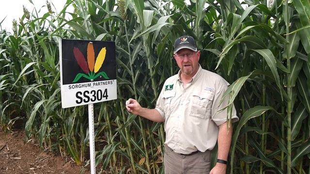 Sorghum Partners ® Product Profile- SS304