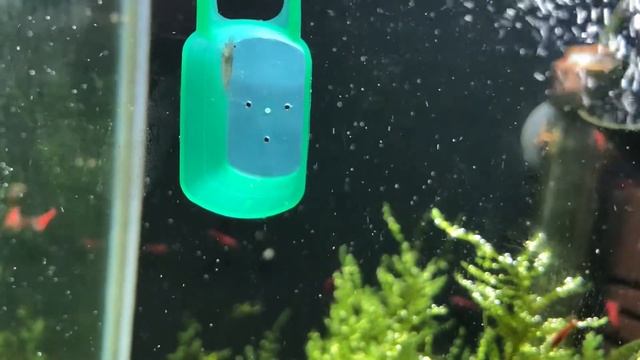 KREWETKARIUM 30l - Selekcja krewetek Neocaridina Red Cherry / Shrimps selection