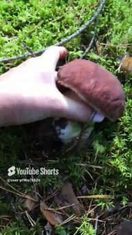 Пушка- бомба#Bomb gun #sorts #forest #лес #белые