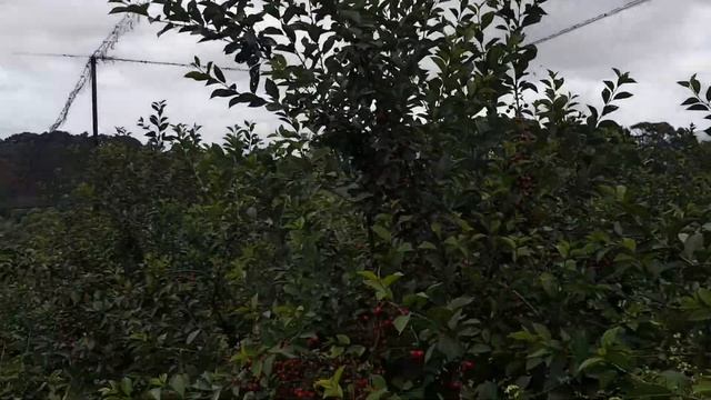 Sweet  cherry  fram
