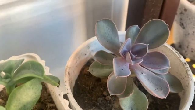 How to water succulents on Summer #succulent | Jan Sassy