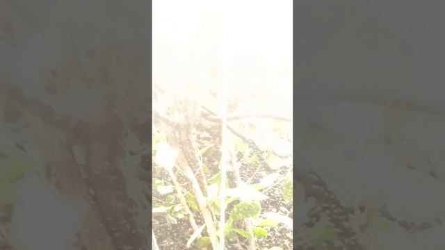 я люблю хамелеонов