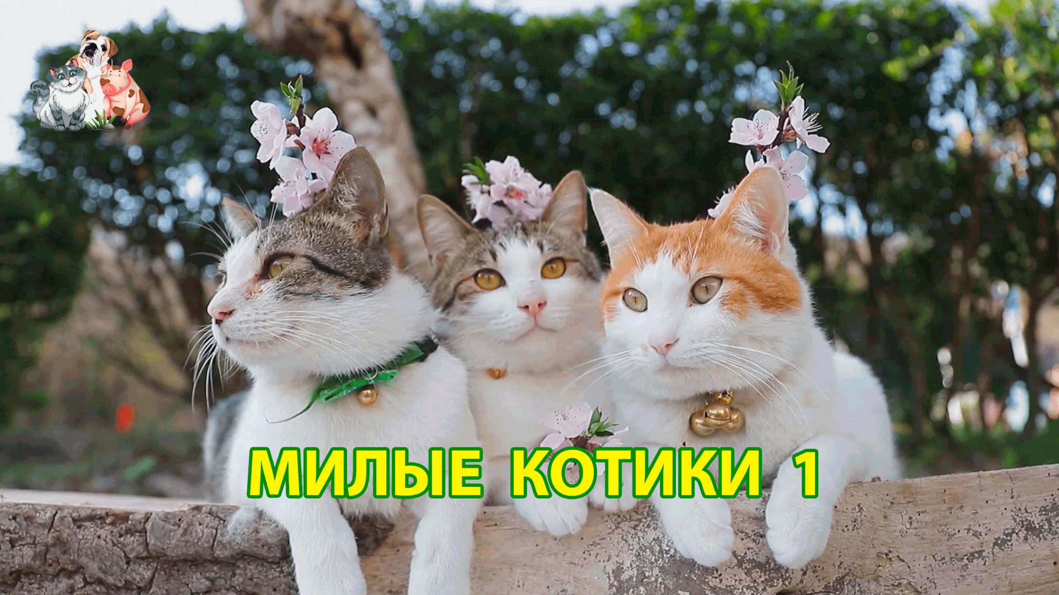 Милые нарядные Котики успокоят нервную систему 🐈🐈🐈 Помогут отдохнуть от забот (1)