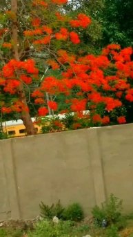 Gulmohar (Delonix regia)❤️❤️❤️👍👍#shorts #gulmohar