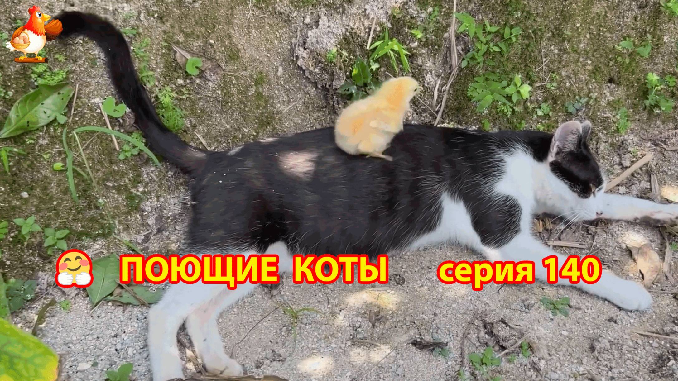 Крутые коты у птичьего двора серия (140) 🐈🐈⬛😹 Природа Абхазии и подворье с птицами и животными ❣