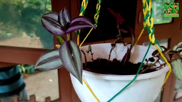 Indoor Outdoor Plants in Cousin's Garden | Gardening | Malayalam | കസിന്റെ വീട്ടിലെ Vertical Garden