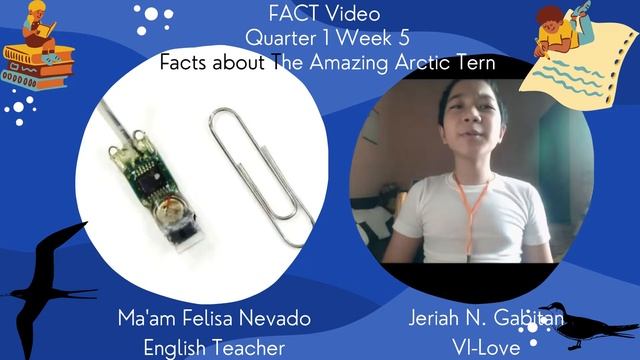 Facts About Migrating Birds - Amazing Arctic Tern