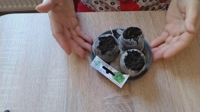 Сельдерей