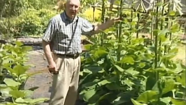 7 Foot Shade Lily