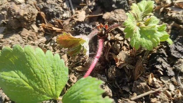 Пополнение коллекции клубники