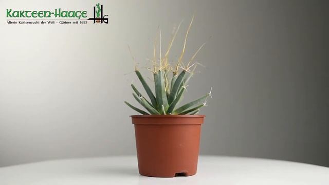 Leuchtenbergia principis