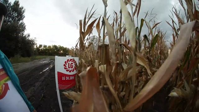 LG 30.389 kukorica vetőmag KukoricaVetőmag.hu Kft. 2017