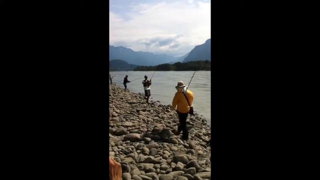 lako sockeye 2014