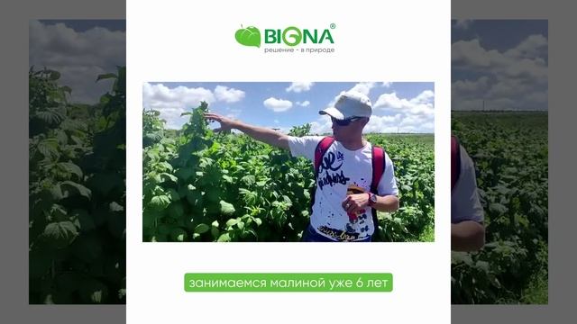 Малина