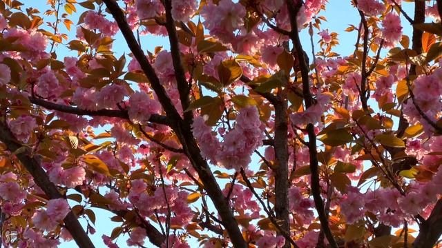 Sakura Blossom 🌸 to Lyrical Melody - Relaxation - Ultra HD 4K Video