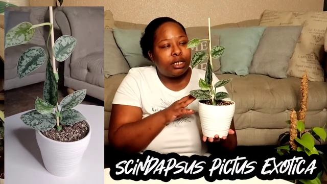 TOP 10 PLANTS I'M LOVING THE MOST THIS MONTH • JANUARY 2022