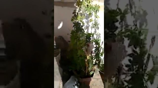 how to grow morning glory plant in a pot