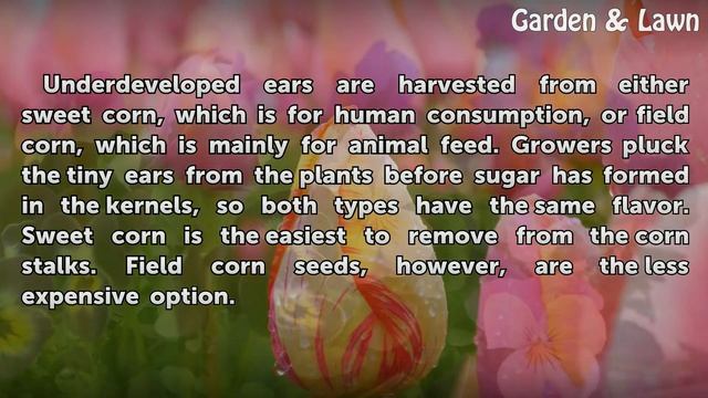 How Does Baby Corn or Asian Corn Grow?