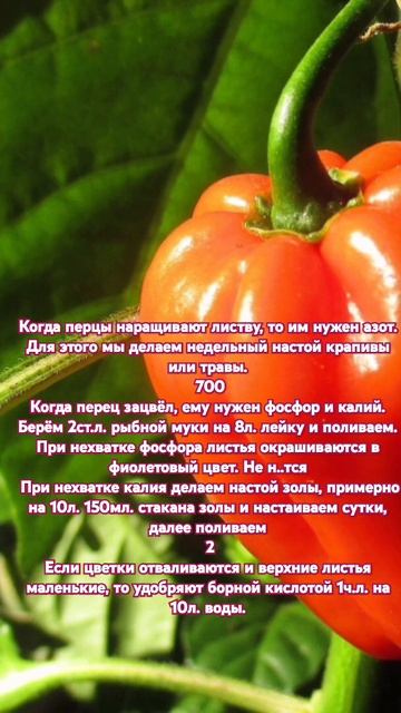 Как и когда нужно удобрять перец.