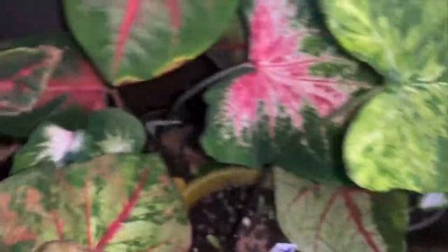 Caladiums diferentes