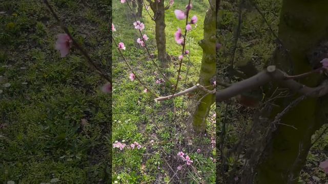 Последствие ошибки при обрезке персика Ч.2