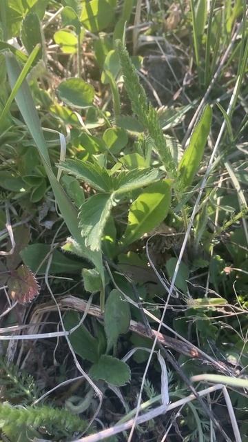 Earth Sanctuary: Yarrow leaves, strawberry leaves, bird song