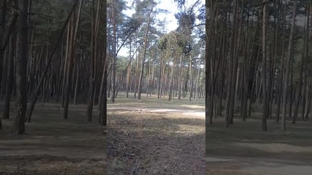 Архив : гуляем по лесному парку