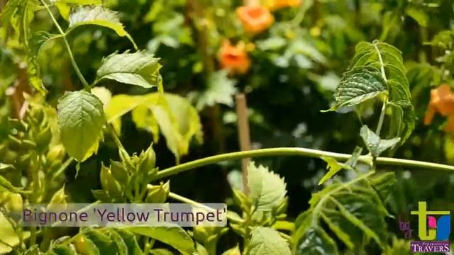 Bignone radicans 'Yellow Trumpet' - Pépinières TRAVERS - Spécialiste des plantes grimpantes