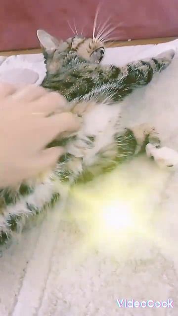 Ребята! Мы вернулись! #мойпитомец #cat #kitten #кот #cute #котик #funny #котики
