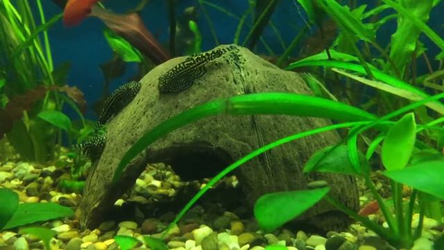 Sewellia Lineolata playing on a coconut