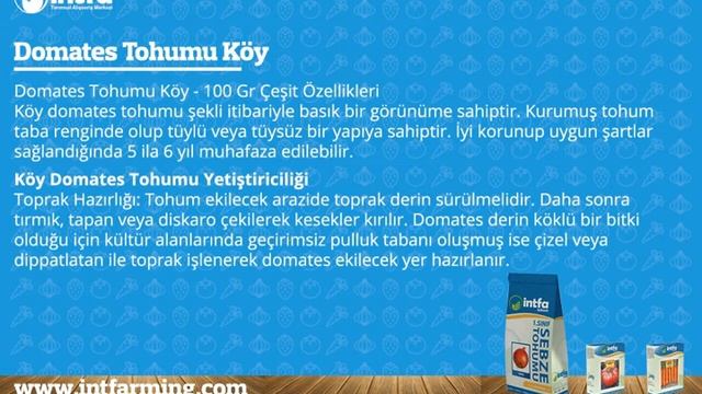 Köy domatesi yetiştiriciliği