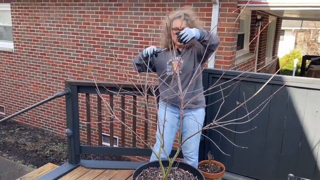 WINTER PRUNING DAPPLED WILLOW (HAKURA NISHIKI) TREE 🌳