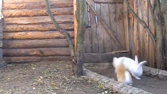 Вольер, 4 и 5 день, Рыжик на свободе, драки, дождь.