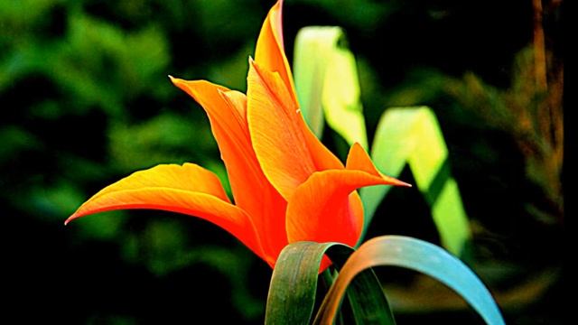 LALE - TULIPS