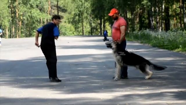 Как учились наши щенки. Ностальгия. Прошло целых пять лет.