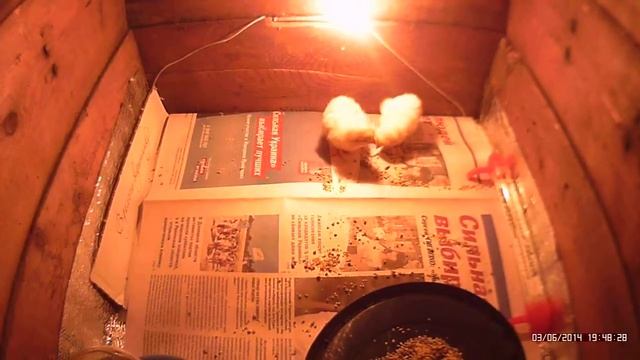 Цыплята вылупились 06 марта 2014