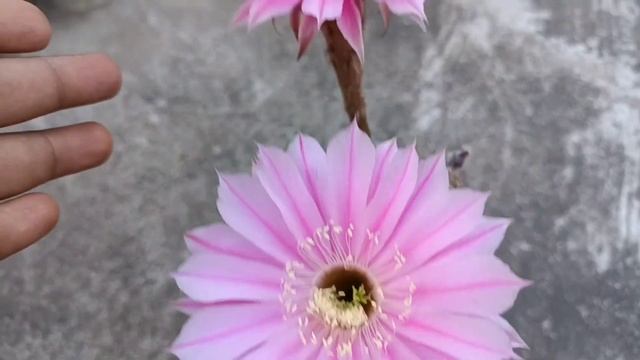 Echinopsis Sterntaler Best Cactus for beginners Echinopsis Pink Cactus care in Hindi