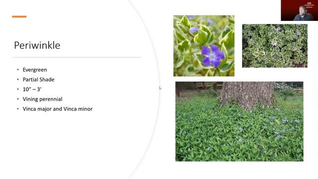 Groundcovers and Shade Plants for the Home Landscape