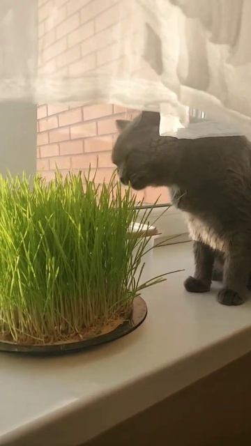 Пшеница выращивание для кошек