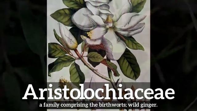 What is Aristolochiaceae? | How Does Aristolochiaceae Look?