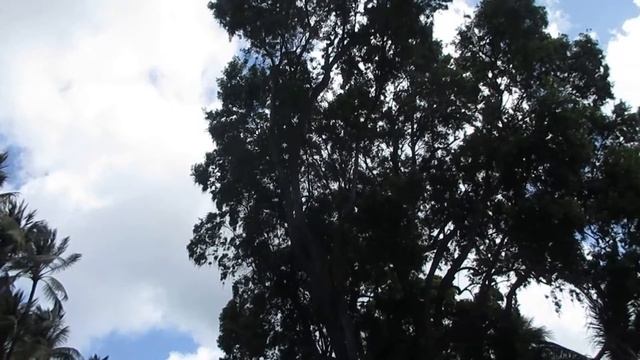 White Tern In-Flight Training
