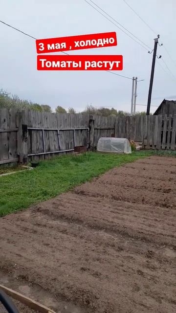 #томаты растут , буду пропалывать и покажу , холодно #дачабезпроблем #дача #огород