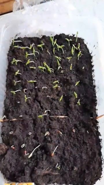 Комнатные томаты взошли на 3ий день