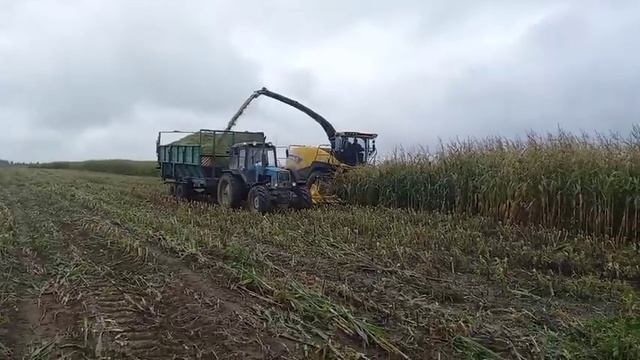 Заготовка кукурузного силоса
