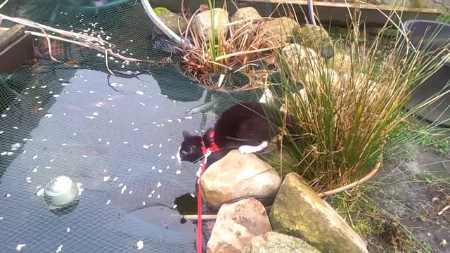Puk op verkenning in de tuin..